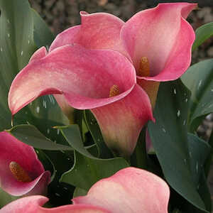 ZANTEDESCHIA 'Galaxie' rose