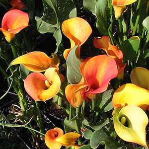 ZANTEDESCHIA 'Mango'