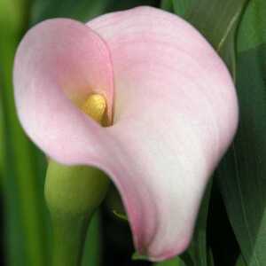 ZANTEDESCHIA rehmannii