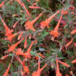 ZAUSCHNERIA californica 'Dublin'