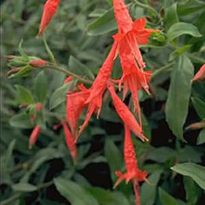 ZAUSCHNERIA californica ssp latifolia