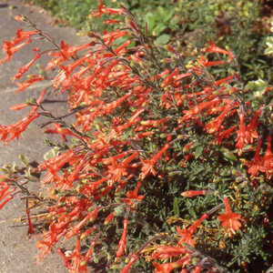 ZAUSCHNERIA cana