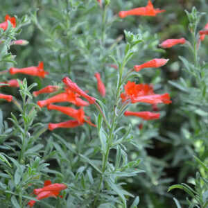 ZAUSCHNERIA californica 'Western Hills'