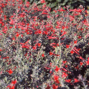 ZAUSCHNERIA californica