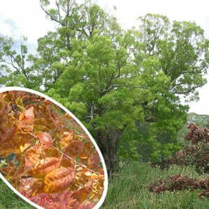 ZELKOVA serrata