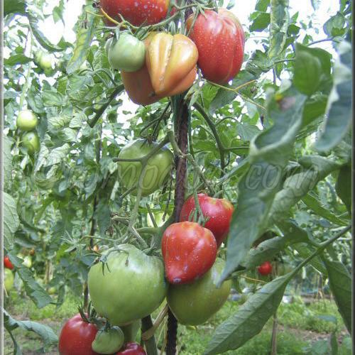 Légumes et aromatiques